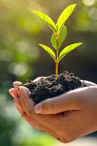 Tree on hand